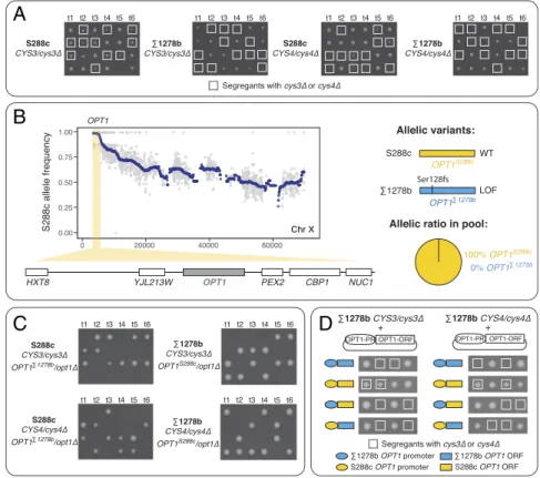 Fig. 2. Identification and functional validation of a modifier involved in CYS3 and CYS4 conditional essentiality between S288c and Σ 1278b