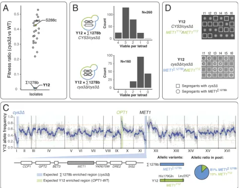 Fig. 3. An OPT1-independent CYS3 conditional essential background identified through survey of natural yeast isolates