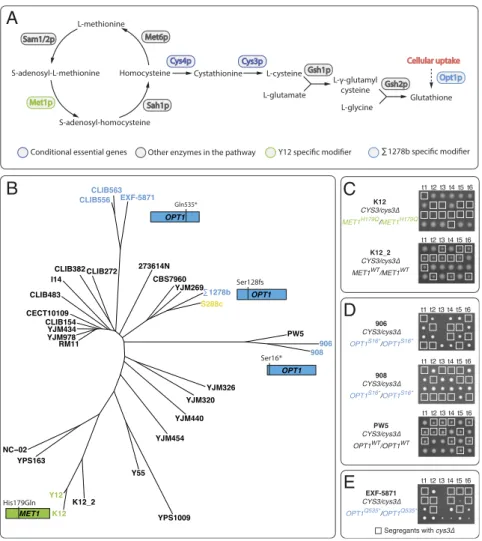 Fig. 4. Modifiers underlying the cysteine pathway essentiality arise from independent lineages