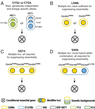 Fig. 5. Distinct types of modifier architecture involved in conditional es- es-sentiality