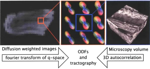 Figure  3.0.1:  Mesoscale  tractography:  Template  for  contractility  at  the  interface  of microscopic  and  macroscopic  scales