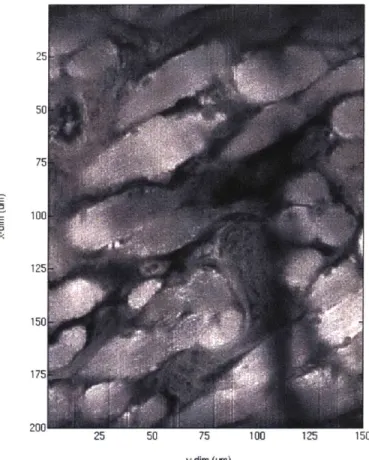 Figure  3.1.1:  Single  slice  example  of  the  two-photon  data  set.  Above  images  were acquired  for  an  entire  mouse  tongue