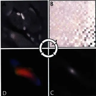 Figure  3.1.2:  Derivation  of fiber  alignment  from  two-photon  microscopy.  To  summa- summa-rize fiber  directions within  a TPM  field of view,  an autocorrelation  is  performed:  First the  data  by  windowed  with  a  Kaiser  window  (A)  to  redu