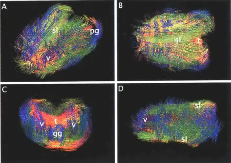 Figure  3.2.1:  DSI  of murine  tongue.  Demonstrated  is  a  full  diffusion  spectrum  imag- imag-ing  with  tractography  data  set  obtained  at  9.4  T  (voxel  size  150  pm)  of the  anterior 357BL  mouse  tongue  from the  (A)  oblique,  (B)  coron