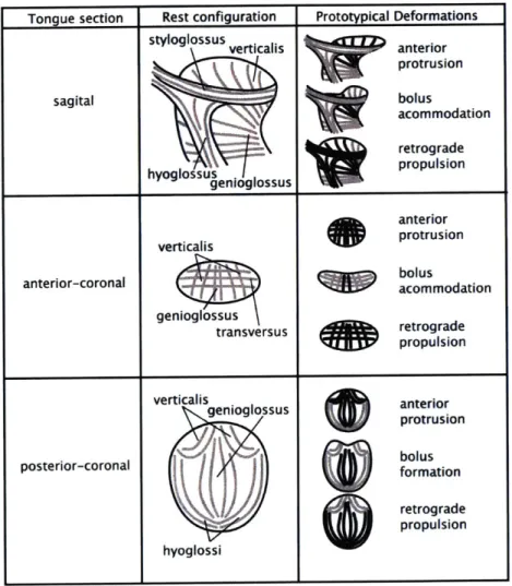 Figure  4.1.2:  Conceptual  drawings  depicting  the  way  in  which  synergistic  contrac- contrac-tions  involving  the  intrinsic  and  extrinsic  muscles  may  contribute  to  prototypical deformations,  namely  anterior  protrusion,  bolus  accommodat