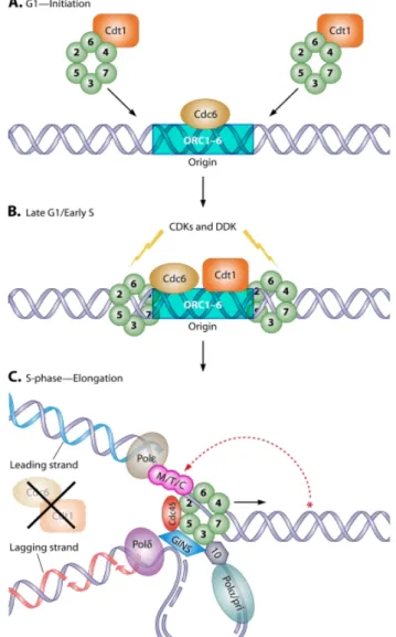 Figure 3. Rôle des protéines MCM 2 à 7 lors des différentes étapes du cycle cellulaire (54) 