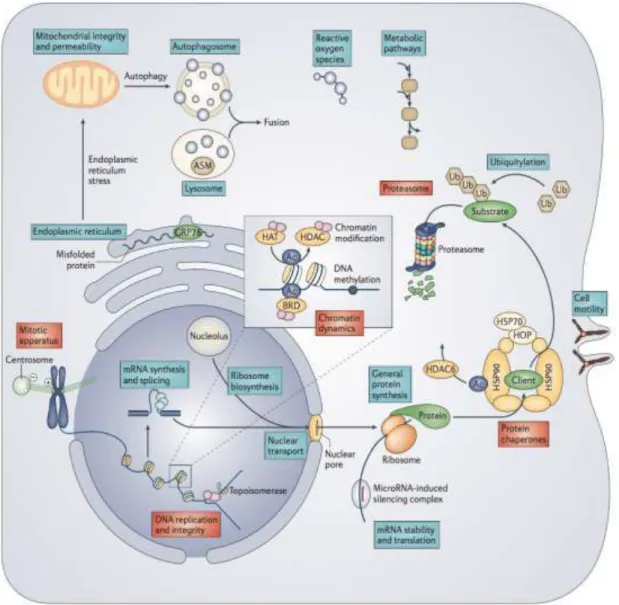 Figure 4 : machinerie intracellulaire et futures cibles thérapteutiques (  d’après Dobbelstein  et  al., Nature (24) ) 