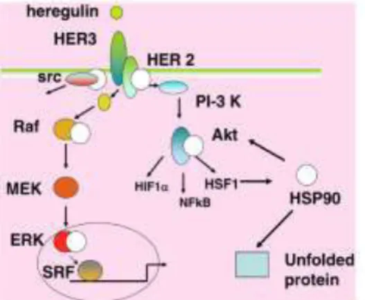 Figure 8 : HSP90 stimule la cascade de signalisation HER2,  d’après  Calderwood et al