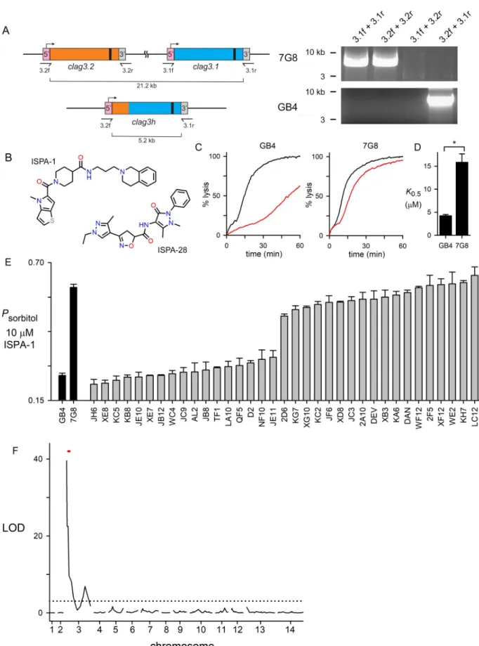 Fig 1. Mendelian inheritance of a PSAC phenotype in the GB4 x 7G8 cross. (A) Schematic showing the two clag3 genes in 7G8 and a single clag3h in GB4; gene ribbons are color-coded to show site of recombination to produce copy number reduction in GB4