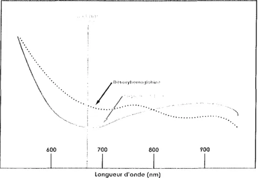 Figure 6 : Schéma d'absorption des ondes lumineuses de l'hémoglobine et l'oxyhémoglobine [106J.