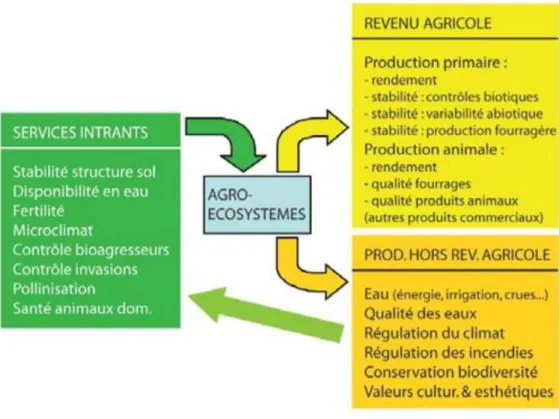 Figure 2 : Schéma de l’organisation des services écosystémiques des agroécosystèmes (Le Roux et al.,  2008, modifié d’après Zhang et al., 2007) 