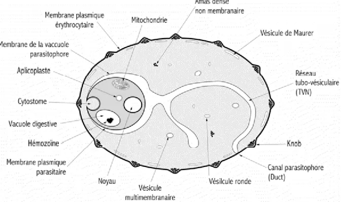 Figure 5 : représentation schématique de l’érythrocyte parasité. (Source :  www.ebischoff.free.fr) 