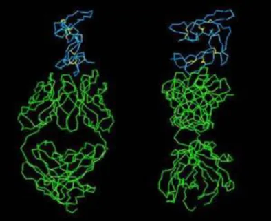 Figure 11 : deux vues orthogonales de MSP1-19 de P. falciparum (en bleu) sous forme de  complexe avec un fragment Fab d'un anticorps monoclonal spécifique (en vert) (Source : 