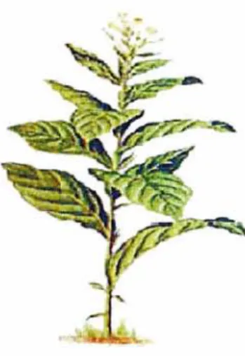 Figure 1  :  plante de tabac 
