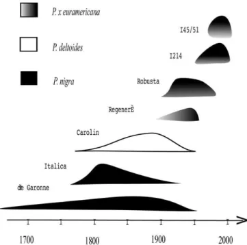 Fig. 2. Évolution des principaux cultivars de peupliers en Moyenne vallée de Garonne  Source : Muller et al., 2002 