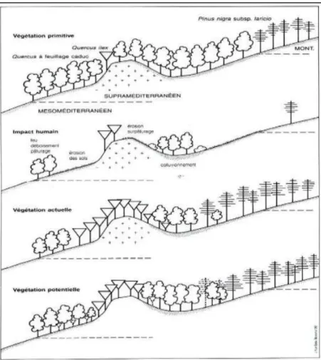 Figure 2 – Végétation primitive, actuelle et potentielle de l’étage  supraméditerranéen en Corse (Gamisans, 1995) 