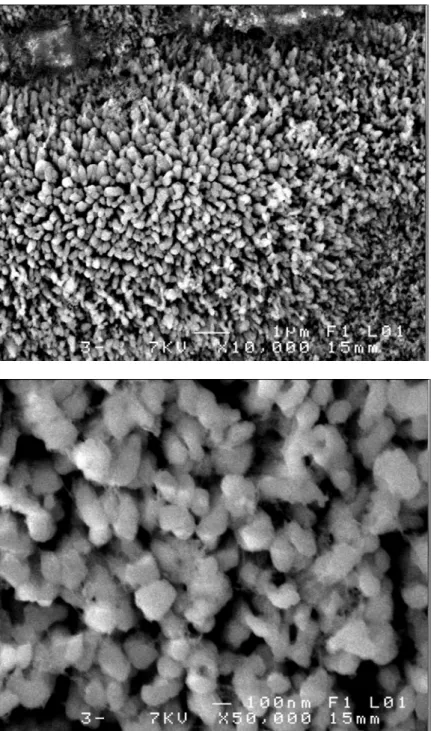 Figure III.7. Images MEB de la surface du zinc après 1h d’immersion dans H 3 PO 4  1M en  présence de 1,5×10 -1 M en ions nitrates 