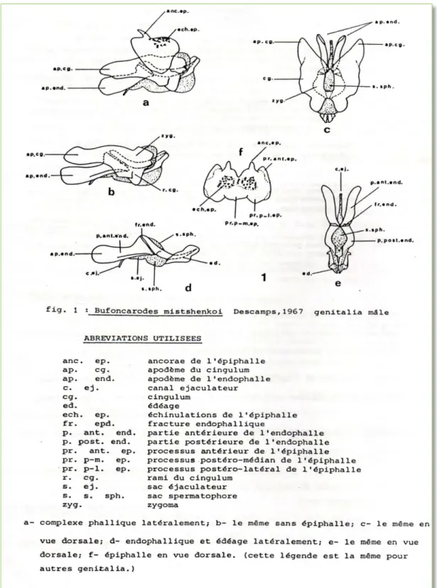 Figure 2 : Le complexe phallique des Pamphagidae  (IHSAN, 1988). 