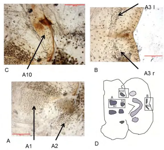 Figure 6 : Labre de l’espèce Paracinipe saharae femelle montrant la répartition des différents  groupes des sensilles (A1, A2, A3 et A10)