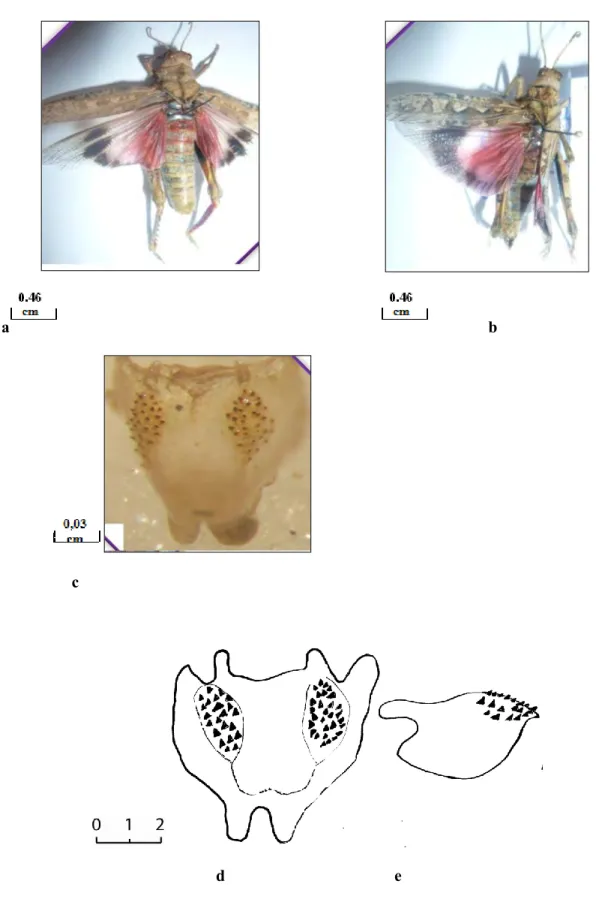 Figure 9 : Tmethis cisti cisti. a: femelle, b:  mâle , c et d: Epiphalle en vue dorsale, e : Epiphalle en vue  latérale