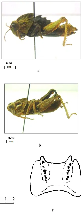 Figure 12 : Ocneridia microptera ; a: femelle, b : mâle   c: Epiphalle en vue dorsale.