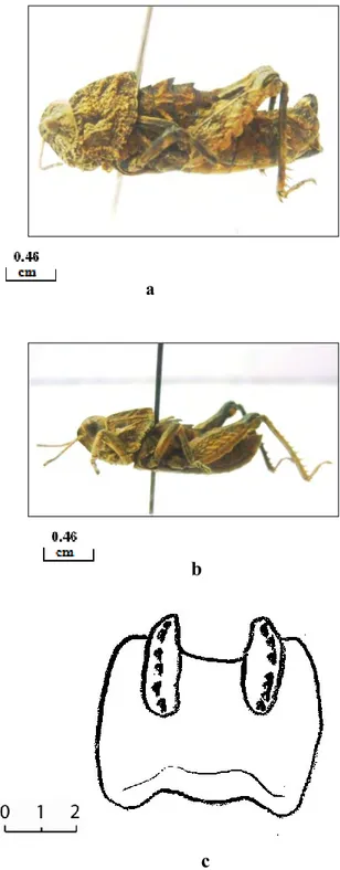 Figure 13: Ocneridia nigropunctata.  a: femelle, b : mâle , c: Epiphalle en vue dorsale