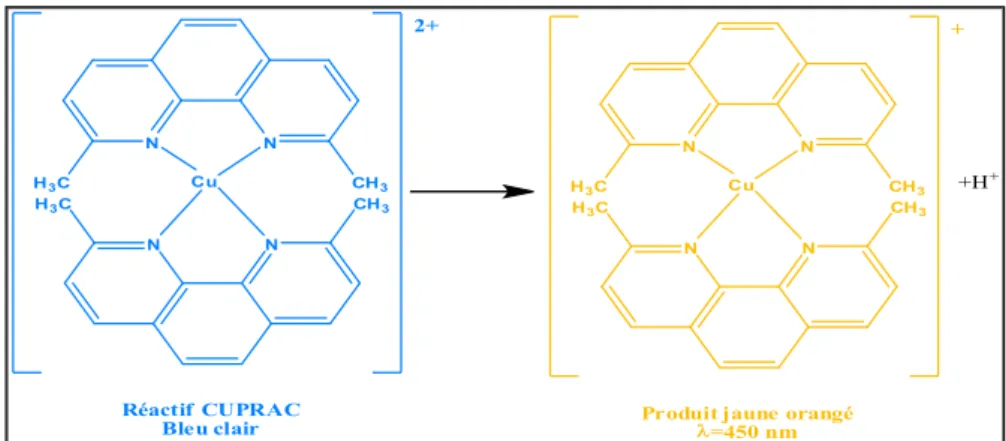 Figure 14 : Réaction de CUPRAC et chromophore: cation chélate bis (néocuproïne) cuivre (I)