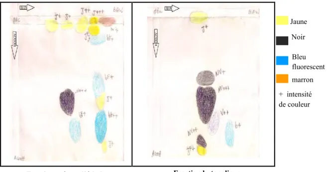 Figure 16 : Carte flavonique sur papier Whatman III des fractions acétate d’éthyle et n-butanol de l’espèce A.armatus ssp