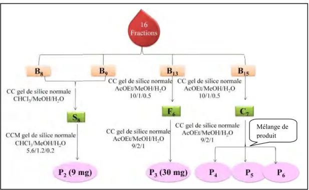 Figure 21: Schéma de purification des produits isolés de la fraction n-butanolique d’Astragalus armatus ssp
