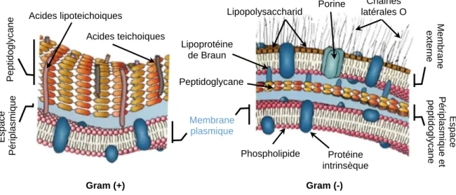 Figure II.3 : Les principales différences dans la paroi entre les bactéries Gram (+) et les  bactéries Gram (-) [6, 7]