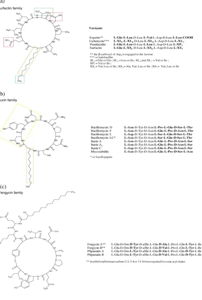 Figure  8 Structure de différentes variétés des trois familles de lipopeptides (a) surfactines  (C12-C16), (b) iturines et (c) fengycines (C14-C18) (Ongena et Jacques, 2007)
