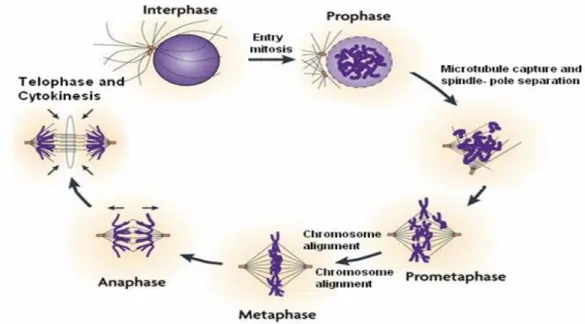 Figure 2.  Steps in mitosis. Mitosis is a continual and dynamic process. The sequence events in  mitosis are divided into five subphases: prophase, prometaphase, metaphase, anaphase and telophase