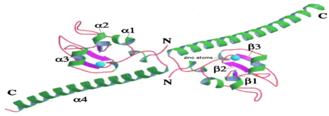 Figure 11:  Survivin is a dimer. There are four helices (α1,  α2, α3,  α4) and three β-strands in a  monomer Survivin