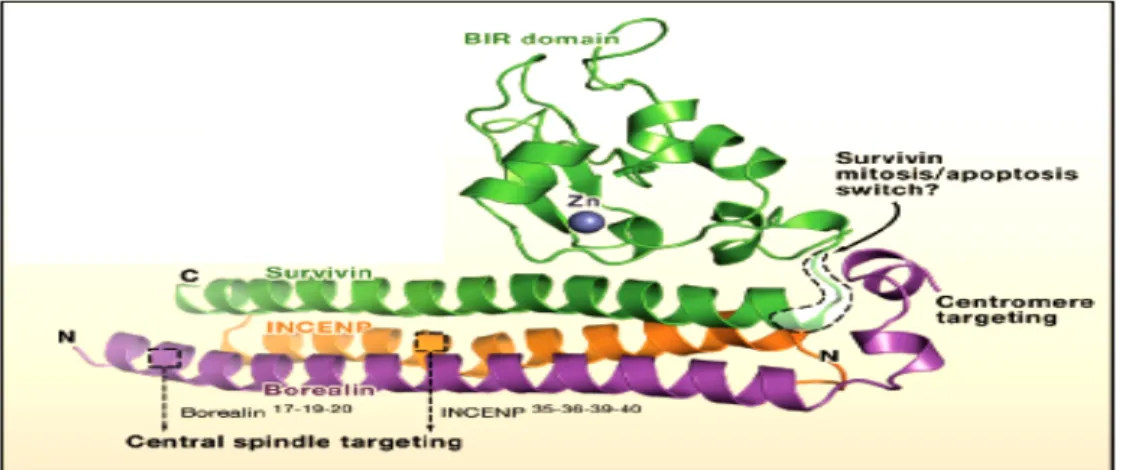 Figure 17. Survivin , INCENP and Borealin form a ternary complex. Survivin  has a Zinc- Zinc-binding globular domain (BIR domain) connected to the long C-terminal helix (C helix)