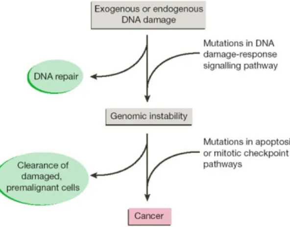 Figure 18:   Genomic instability  leads to cancer. DNA damage or  abnormal mitosis and defective  signalling pathways in cell-cycle can  cause the genomic instability and  lead to cancer development (Kastan  and Bartek, 2004)