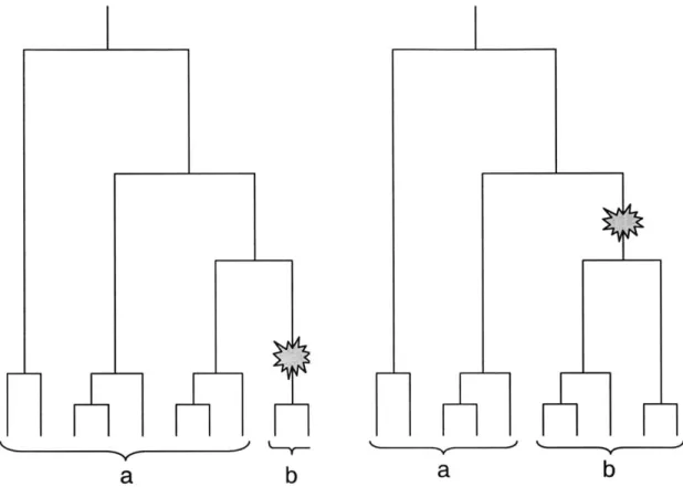 Figure  3-3:  Ancient  versus  recent  mutations.  The  figure  on  the  left  shows  a recent  mutation  producing  a  low  frequency  marker,  while  the  figure  on  the  right shows  an  older  mutation  producing  a  higher  frequency  marker