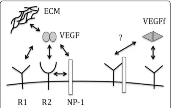 Figure 1 Model illustrating VEGF and VEGFf binding interactions. The following abbreviations are used: R1 for VEGFR1, R2 for VEGFR2, NP-1 for neuropilin-1