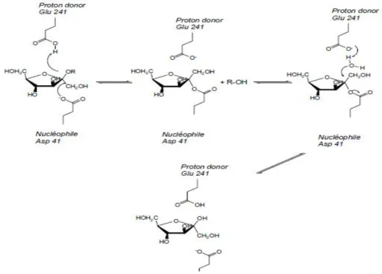 Figure  8  Schéma  du  mécanisme  catalytique  de  l’exo-inulinase  d’Aspergillus  awamori  (Nagem et al., 2004)