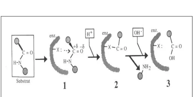 Fig. 04 : Mécanisme d’action des protéases (Pelmont, 1995). 