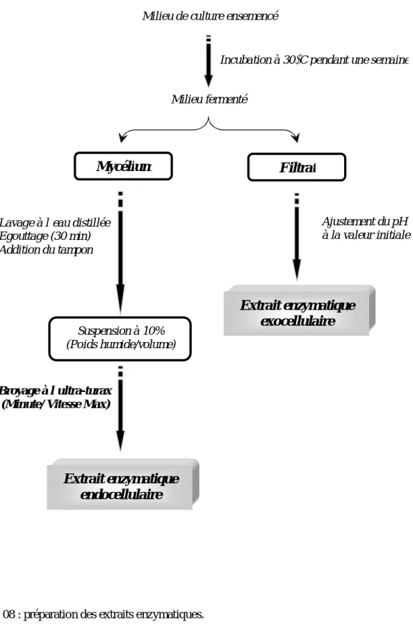 Fig. 08 : préparation des extraits enzymatiques. 