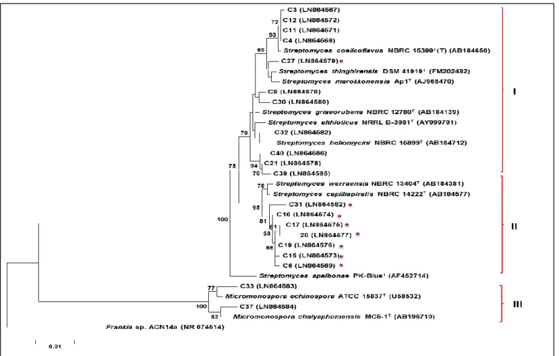 Figure 18 : Arbre phylogénétique selon la méthode des distances (Neighbor-Joining) construit d’après l’analyse des séquences d’ADNr 16S en  utilisant le logiciel Mega version 6.0 montrant la position phylogénétique de 20 souches