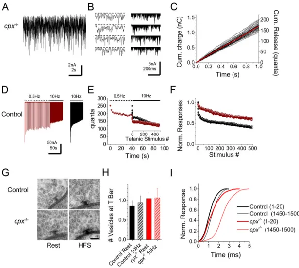Figure 6. Low-frequency nerve stimulation partially mimics the cpx ⫺ / ⫺ effect on synaptic vesicle pool size