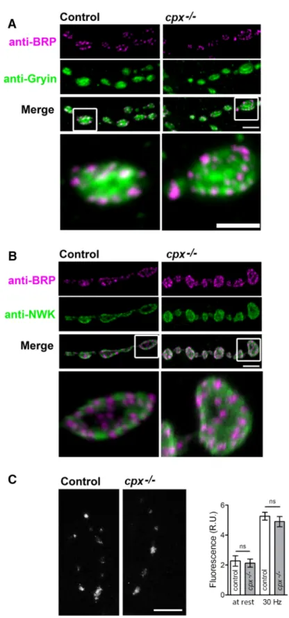 Figure 6. cpx ⫺ / ⫺ mutants exhibit normal synaptic architecture and calcium levels compared with controls