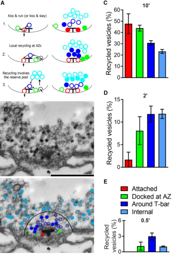 Figure 7. The spatial organization of vesicles recycled spontaneously at cpx ⫺ / ⫺ boutons