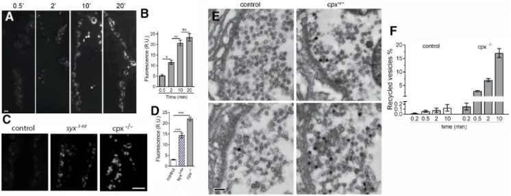 Fig. 2B), but not in the immediate proximity to T-bars (there are similar vesicle numbers at a distance of 0 –200 nm; Fig