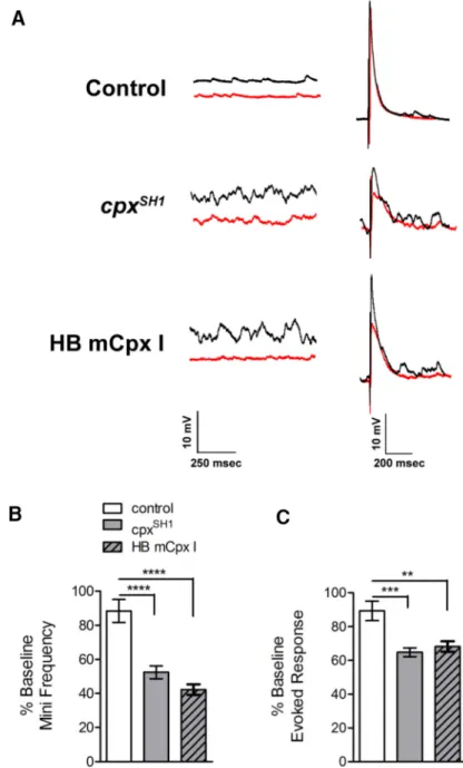 Figure 5. Spontaneous and evoked vesicles pools are depleted by the elevated spontaneous transmission in cpx ⫺ / ⫺ and HB mCpx I lines treated with the proton pump blocker Baf