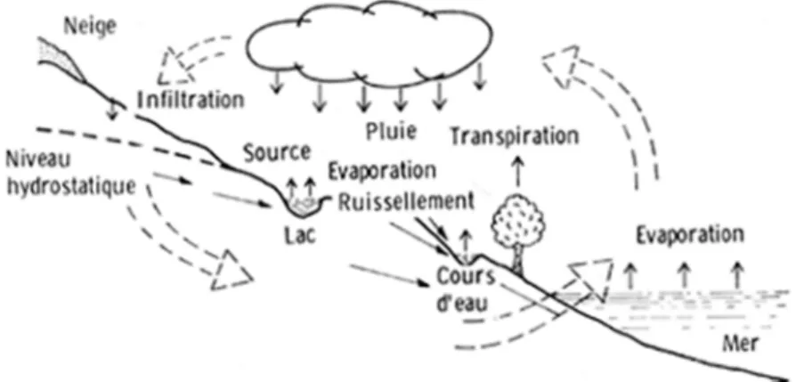 Figure 1. Cycle de l'eau Le niveau hydrostatique