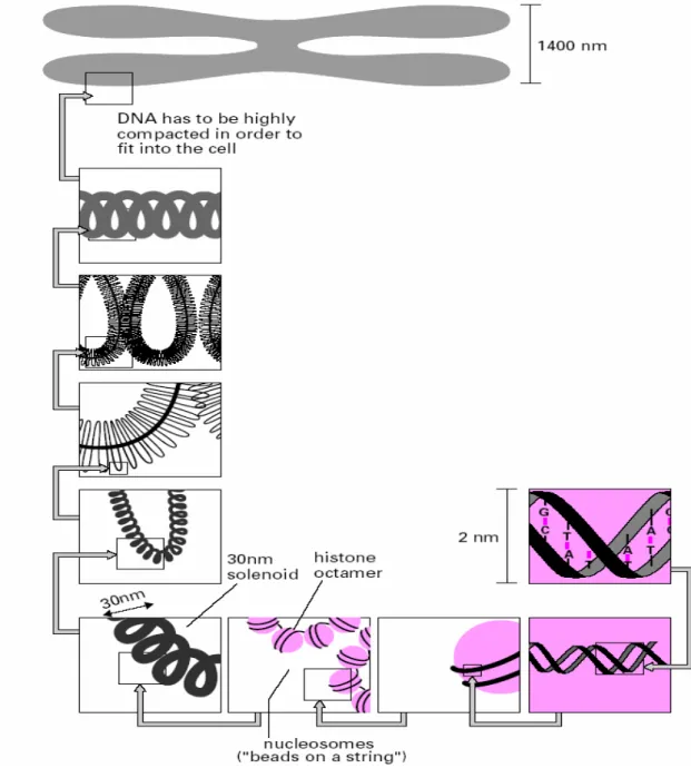 Fig. I.7 : Les différentes échelles de l’organisation du chromosome. 
