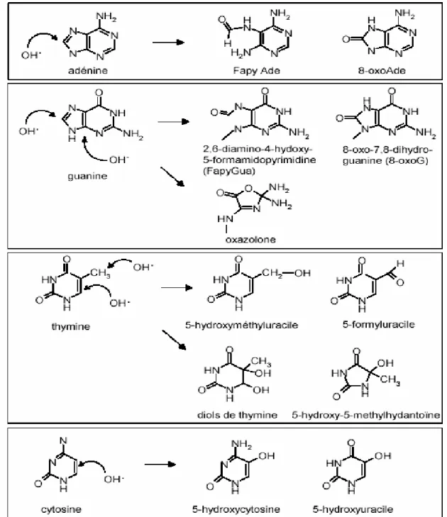 Fig. II.8 : Quelques exemples de dommages de  l'ADN induits par les radicaux OH° [79]