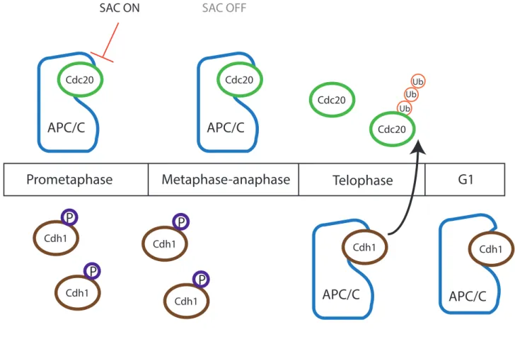 Figure 5:             APC/C co-activators Cdh1 and Cdc20 during the cell cycle. During certain  phases of the cell cycle, the APC/C plays an essential regulatory role by targeting  substrates to 26S proteasome dependent degradation through ubiquitination